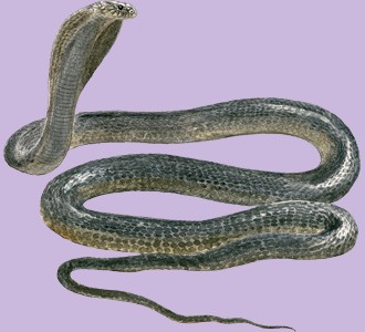Kobra - Haut 66