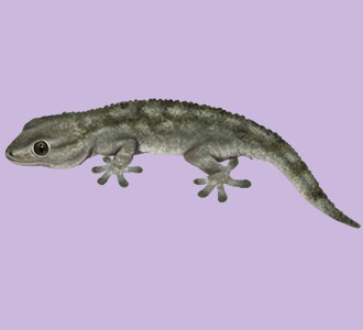 Gecko - Haut 5